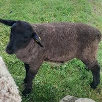 Vendita ariete razza suffolk