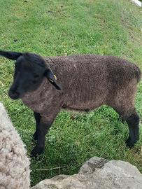 Vendita ariete razza suffolk