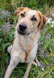 Cucciola in adozione