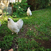 Coppia galline gallo Moroseta nane