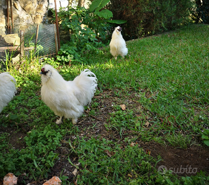 Coppia galline gallo Moroseta nane