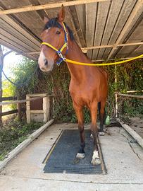 Cavallo da salto