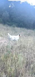 Setter