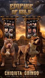 American bully cuccioli