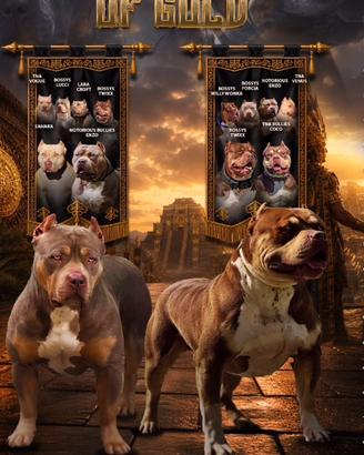 American bully cuccioli
