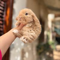 Coniglio ariete nano