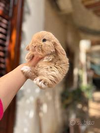 Coniglio ariete nano