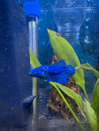 Betta splendens