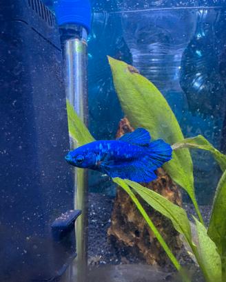 Betta splendens