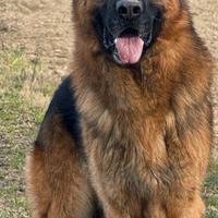 Disponibile per monta