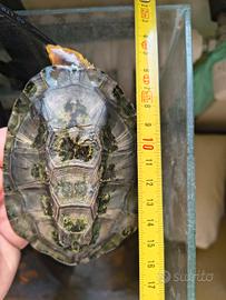 Tartaruga platemys platycephala
