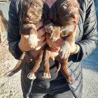 Cuccioli Bracco/Lagotto