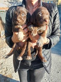 Cuccioli Bracco/Lagotto