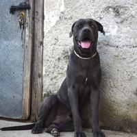 Cane Corso per monta