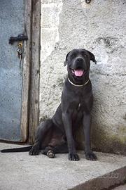 Cane Corso per monta