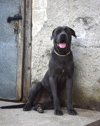 Cane Corso per monta