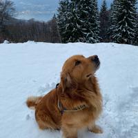 Femmina Golden Retriever