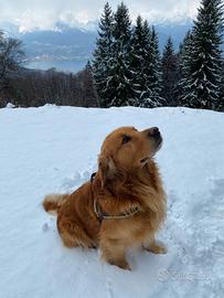 Femmina Golden Retriever