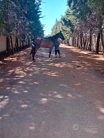 Cavallo