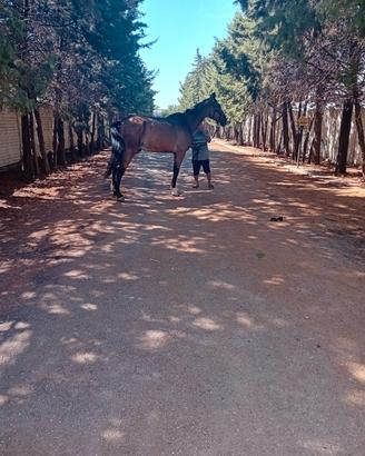 Cavallo