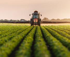 Terreno Agricolo nel cuore di Conselve
