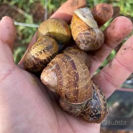 Lumache helix aspersa