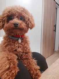 Accoppiamento Lady per il mio Toby