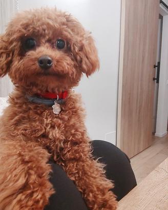 Accoppiamento Lady per il mio Toby