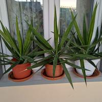 piante yukka