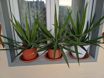 piante yukka