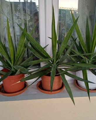 piante yukka