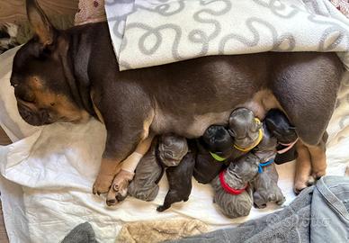 Cuccioli bulldog francese
