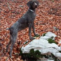 Bracco tedesco kurzar femmina tartufo