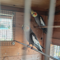 Coppia pappagalli calopsite adulti