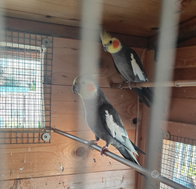 Coppia pappagalli calopsite adulti