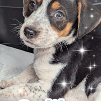 Cuccioli accattivanti