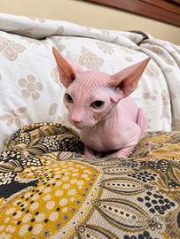 Cucciolo di Sphynx