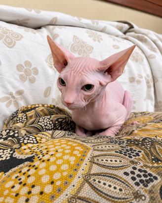 Cucciolo di Sphynx