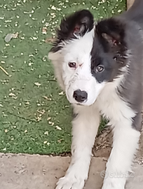 Border collie femminuccia