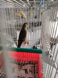 Uccelli