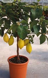 piante di limoni 4 stagioni