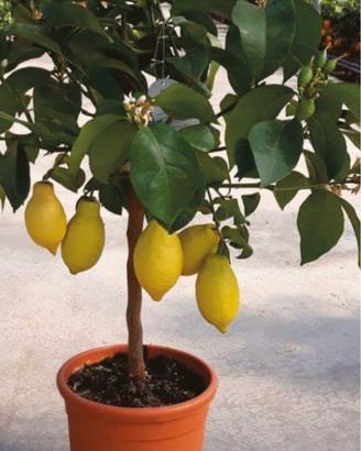 piante di limoni 4 stagioni