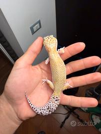 Geco leopardino