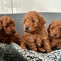 Cuccioli di barboncini toy maschi femmine