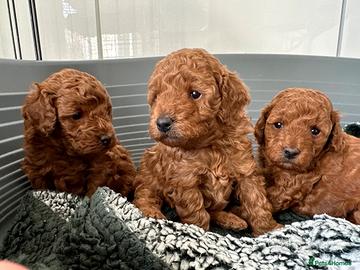 Cuccioli di barboncini toy maschi femmine