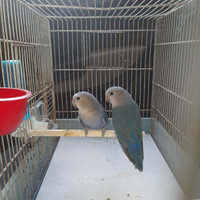 Coppia di inseparabili