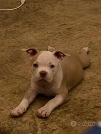 American bully pocket