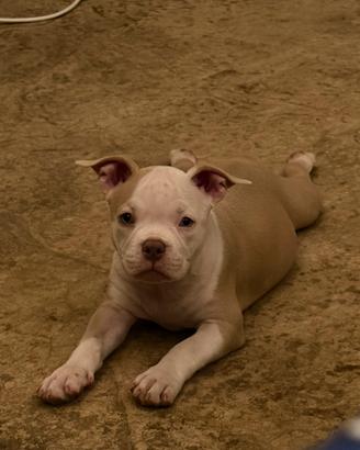 American bully pocket