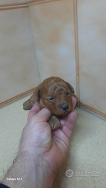 Barboncino mini toy maschi e femmine