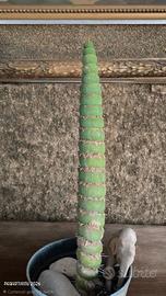 Eulychnia castanea spiralis, alta circa 35.